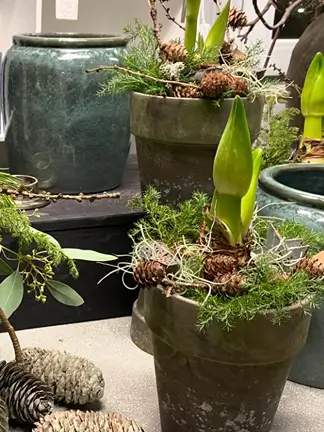 Grønne planter i krukker med mos – brugt på forsiden.